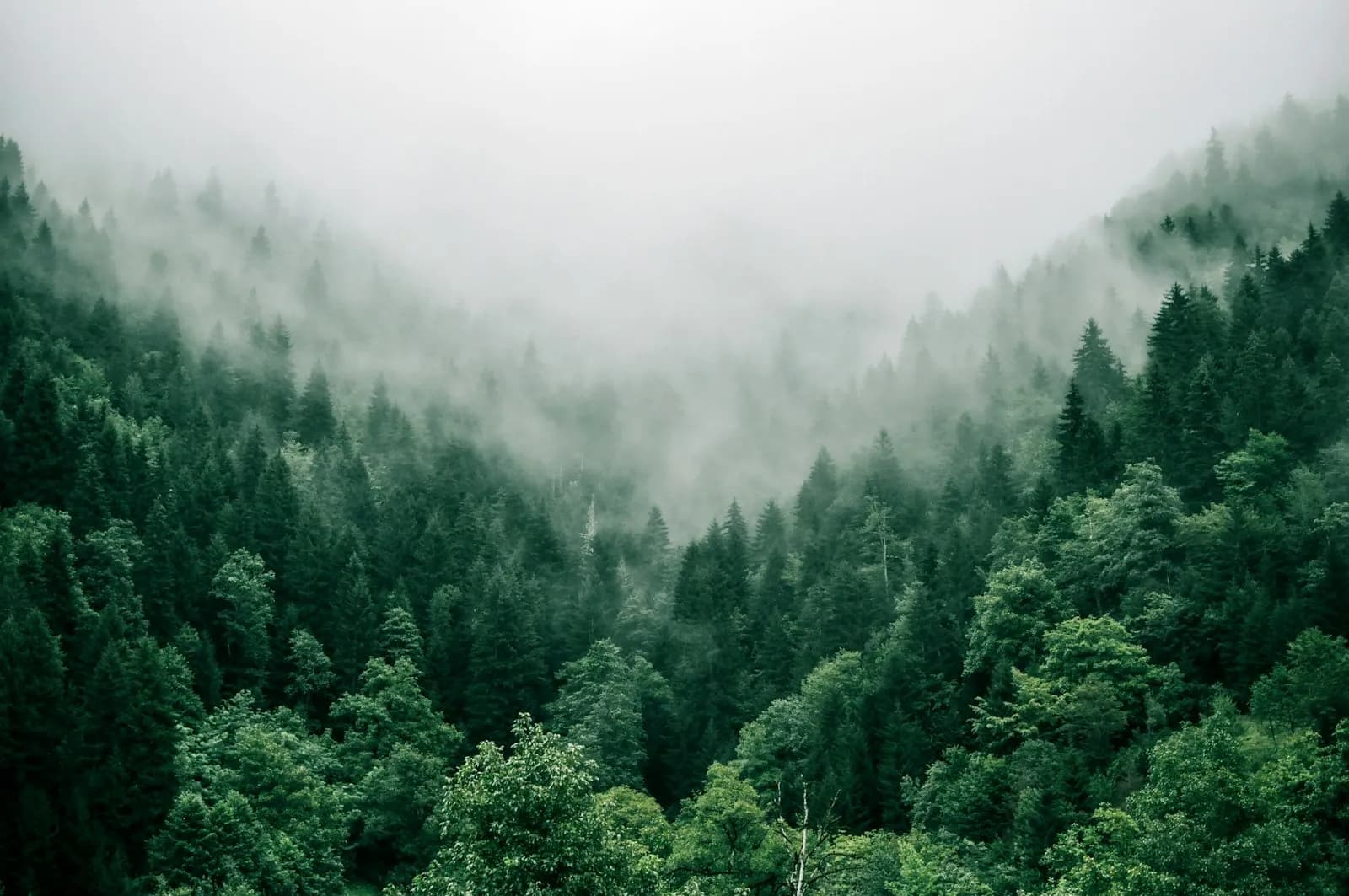 Forest canopy view — tree service companies need specialized insurance for aerial work and canopy maintenance