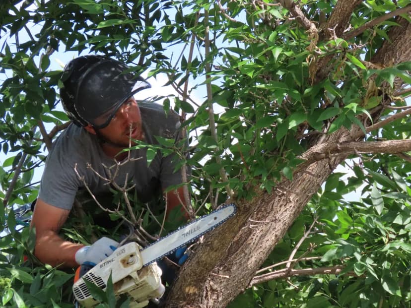 Insured arborist using chainsaw for professional tree removal — covered by tree service general liability insurance
