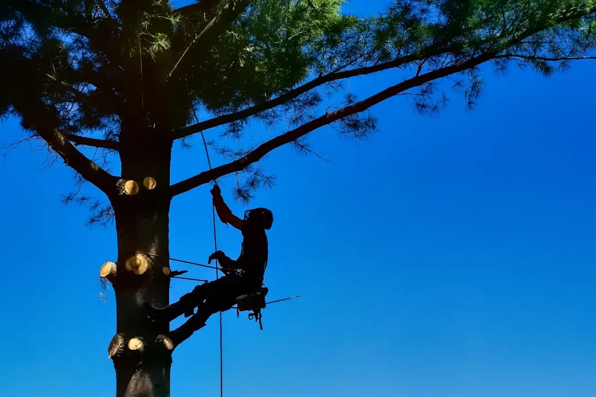 Insured tree climber performing tree trimming — covered by workers compensation and general liability insurance